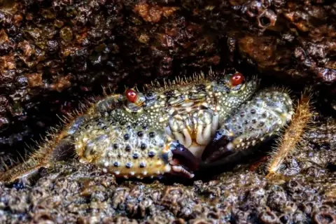 Eriphia verrucosa