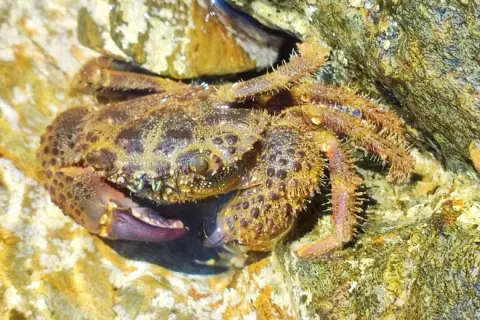 Eriphia verrucosa