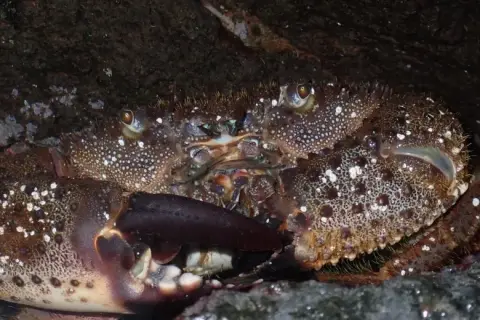 Eriphia verrucosa
