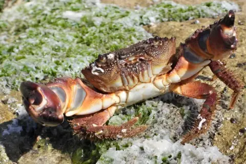 Eriphia verrucosa