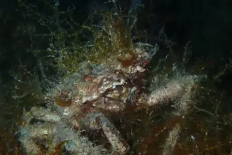 Maja crispata