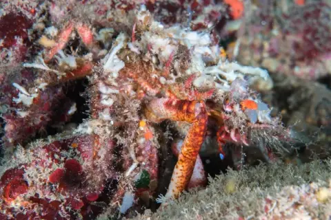 Maja crispata