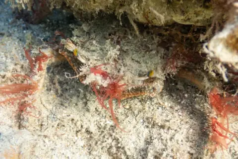 Maja crispata