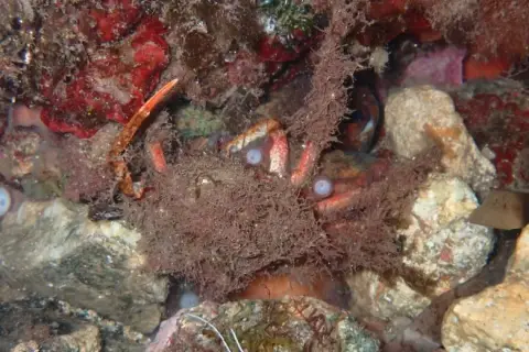 Maja crispata