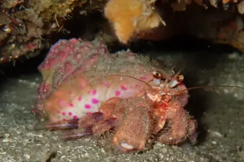 Pagurus prideaux