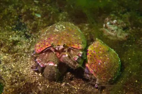 Pagurus prideaux