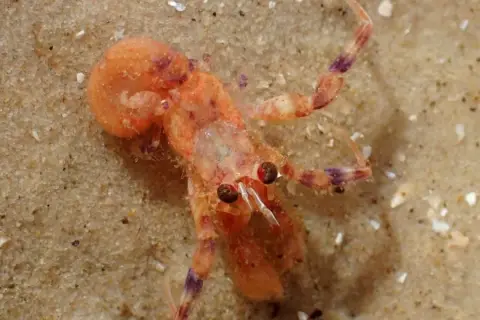 Pagurus prideaux