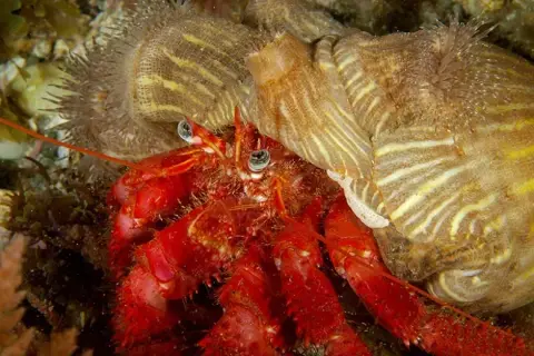 Dardanus calidus