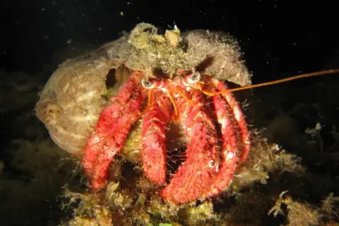 Dardanus calidus