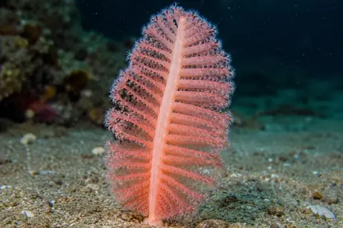 Pennatula rubra