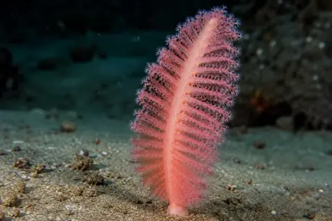Pennatula rubra