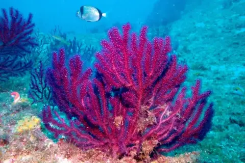 Paramuricea clavata
