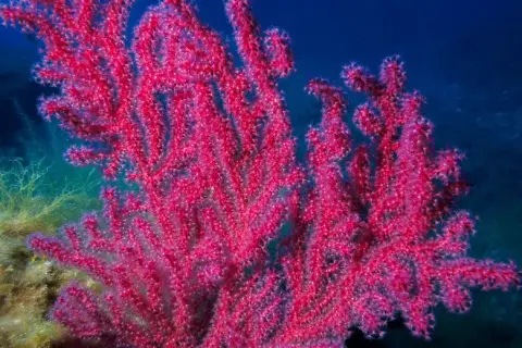 Paramuricea clavata