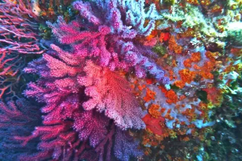 Paramuricea clavata