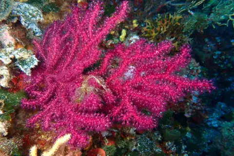 Paramuricea clavata