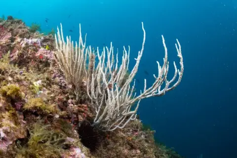 Eunicella singularis