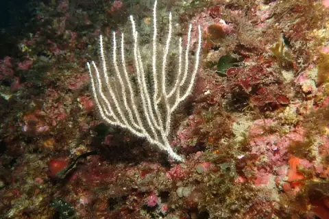 Eunicella singularis