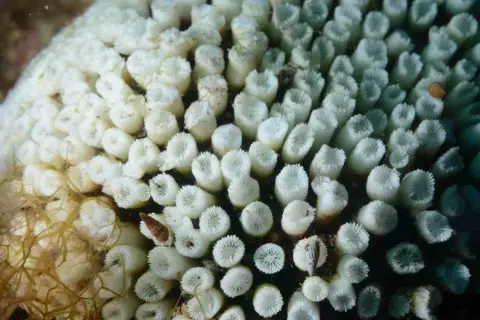 Cladocora caespitosa