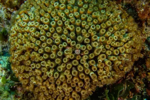 Cladocora caespitosa