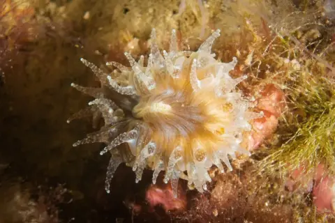 Balanophyllia (Balanophyllia) europaea