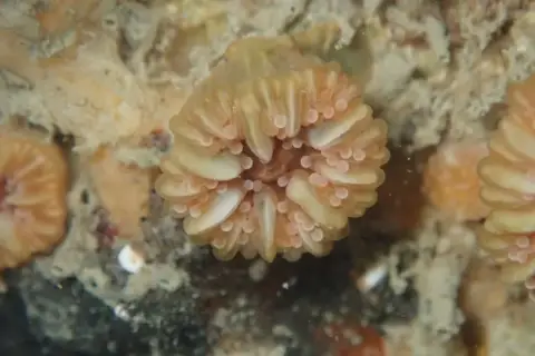 Caryophyllia inornata