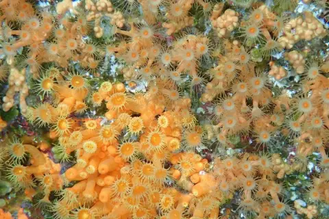 Parazoanthus axinellae