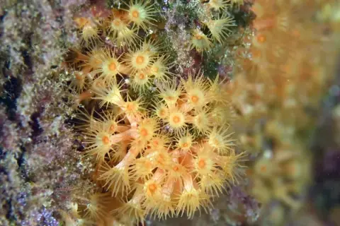 Parazoanthus axinellae