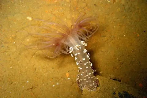 Alicia mirabilis
