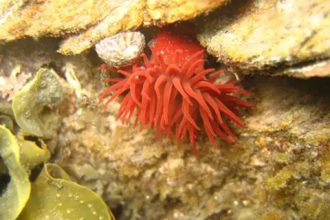 Actinia equina