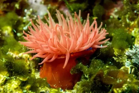 Actinia equina