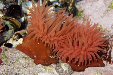 Actinia equina