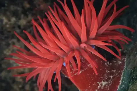 Actinia equina