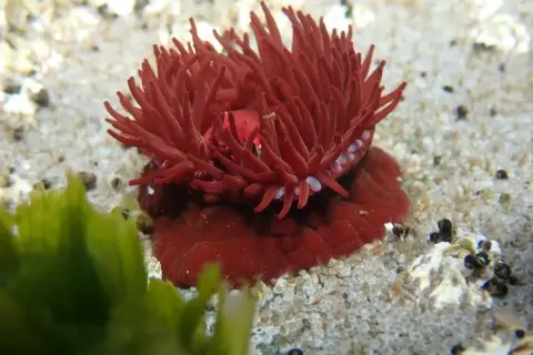 Actinia equina
