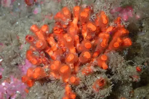 Myriapora truncata