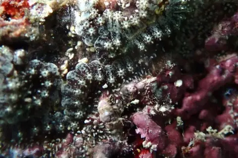 Botrylloides leachii