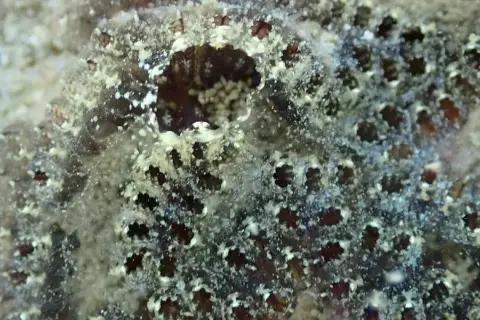 Botrylloides leachii