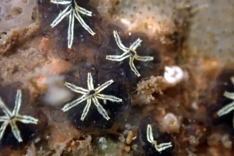 Botryllus schlosseri