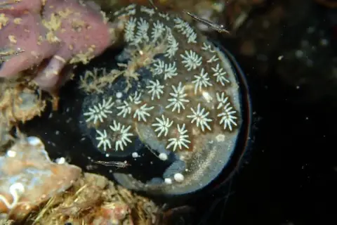 Botryllus schlosseri