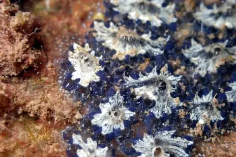 Botryllus schlosseri