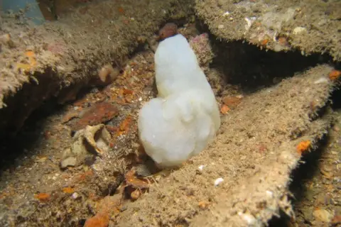Phallusia mammillata