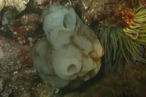 Phallusia mammillata