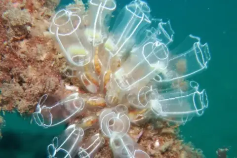 Clavelina lepadiformis