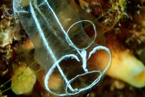 Clavelina lepadiformis