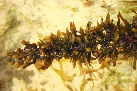 Sargassum vulgare