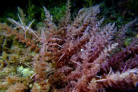 Asparagopsis armata