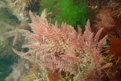 Asparagopsis armata