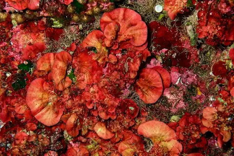 Peyssonnelia squamaria