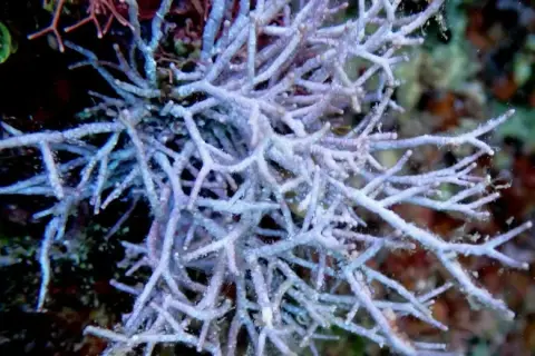 Amphiroa rigida
