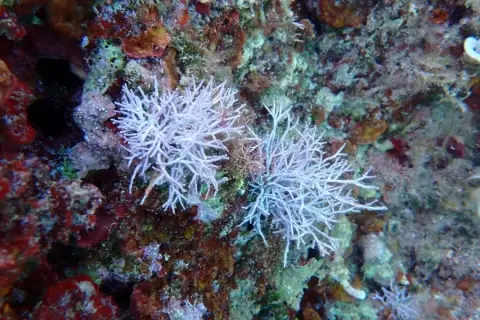 Amphiroa rigida