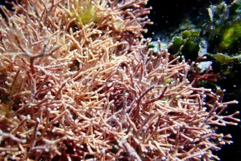 Amphiroa rigida